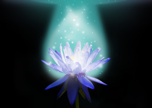 Magic Lotus Flower_ENM Marketing