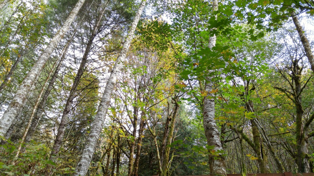 Forest 1